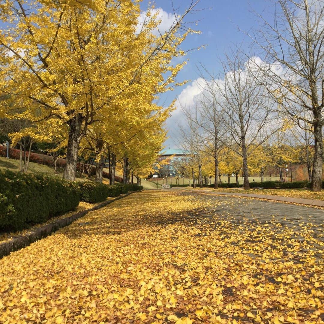 takegaeruのインスタグラム：「いつものランニングコースが紅葉のピーク🍁 気分もアガります😎👍 #マラソン #マラソン練習」