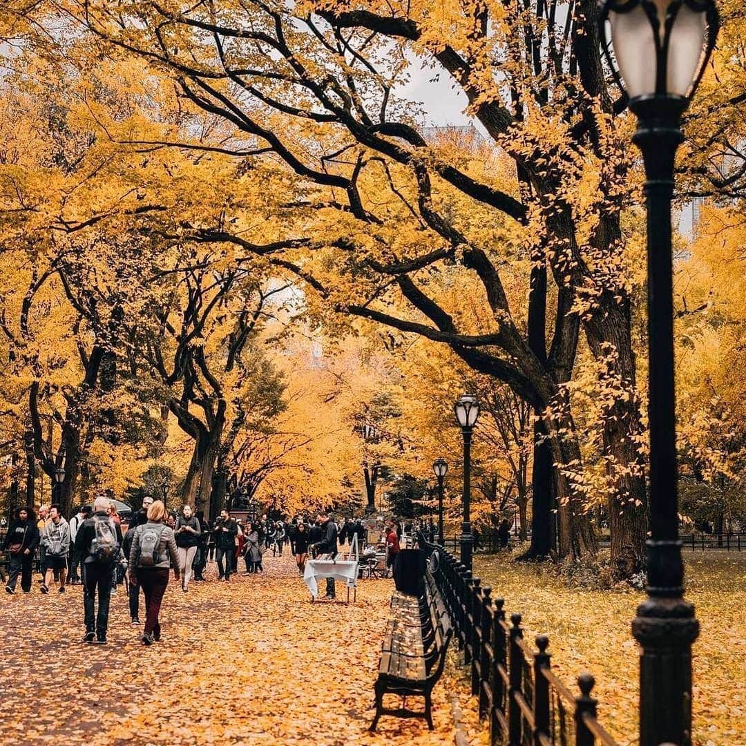 Padgramさんのインスタグラム写真 - (PadgramInstagram)「Fall vibes in New York City 🍁 Courtesy of @joethommas 📍New York City, USA 🇺🇸 ➖➖➖➖➖➖➖➖➖➖ #pgdaily #pgstar #pgcounty #newyorkcity #planetgo #planet #planetearth #amazing #awesome #beautifulcity」11月8日 22時40分 - planet.go