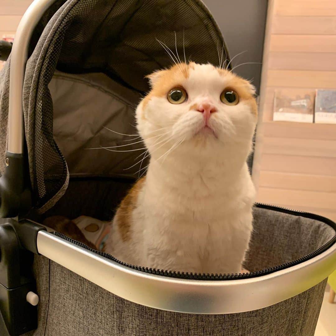 のんたのインスタグラム：「のん「やっほ！」 今日も病院へ🏥 10月27日から毎日かかさず点滴に通いました。 今日でいったん区切りをつけて明日から自宅で点滴をします。1週間ぶりに受けた血液検査の結果は横ばい&貧血が進んでしまったので今日は鉄剤の注射もしてもらいました。 ラプロスに加えて貧血のお薬も処方されました。のんちゃんすっかりお薬に慣れて上手に飲んでくれるので問題ありません💪 体重が3.4kg台まで落ちてしまったり、いろんなことが心配だし不安もあるけど、のんちゃんは大丈夫！という気持ちの方が強いです。きっとたくさんの方が応援してくれているからだと思います。 ありがとうございます😊 ・ ①②③待合室でも余裕だにゃ✌️ ④血液検査はちょっと泣いちゃった ⑤⑥今日の結果。赤い文字をなくしたい ⑦新しいお薬 ⑧点滴のセット ⑨⑩子供用のパーカーを改造してのんちゃんの保定袋にする予定です」