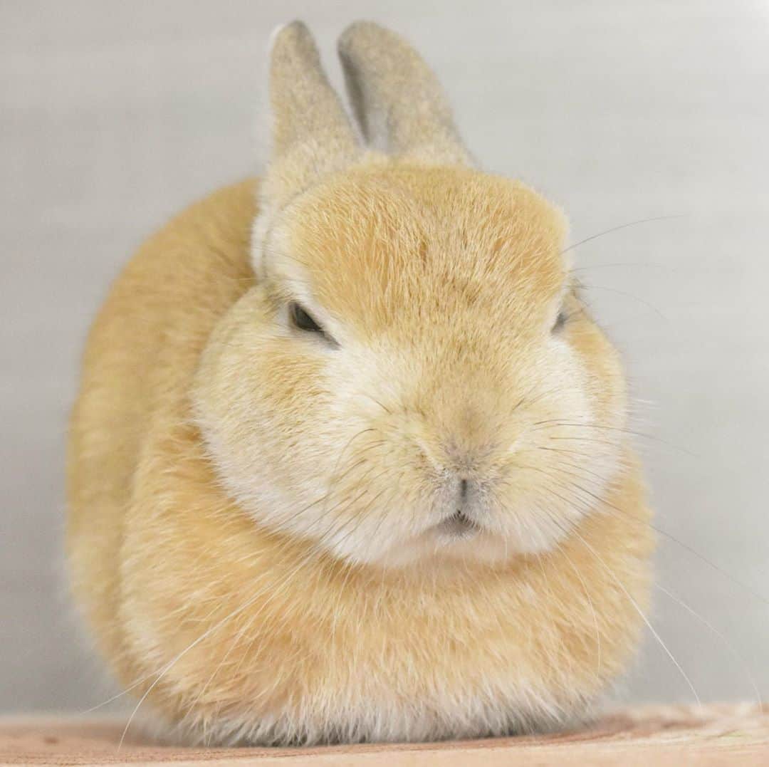 yun.ゆんのインスタグラム：「lemon.🍋 寒くなるとたびたび レモンまんじゅう。 出現します。🍋 . . ずいぶんと仏頂面ですが、好きです。 😂 . . ♪ ♪ ♪ #おやすみなさい#レモンまんじゅう#おまんじゅう  #うさぎ#ウサギ#ネザーランドドワーフ#ZIP写真部#レモン#ふわもこ部#マーチ#多頭飼い #rabbits#rabbitsofinstagram #rabbitstagram #petstagram #march#instapet#cutepetclub #instarabbit #bunnies #bunnylove #lapin #pecotv #WeeklyFluff #lemon #netherlanddwarf #dailyflufffeature#pecotv」