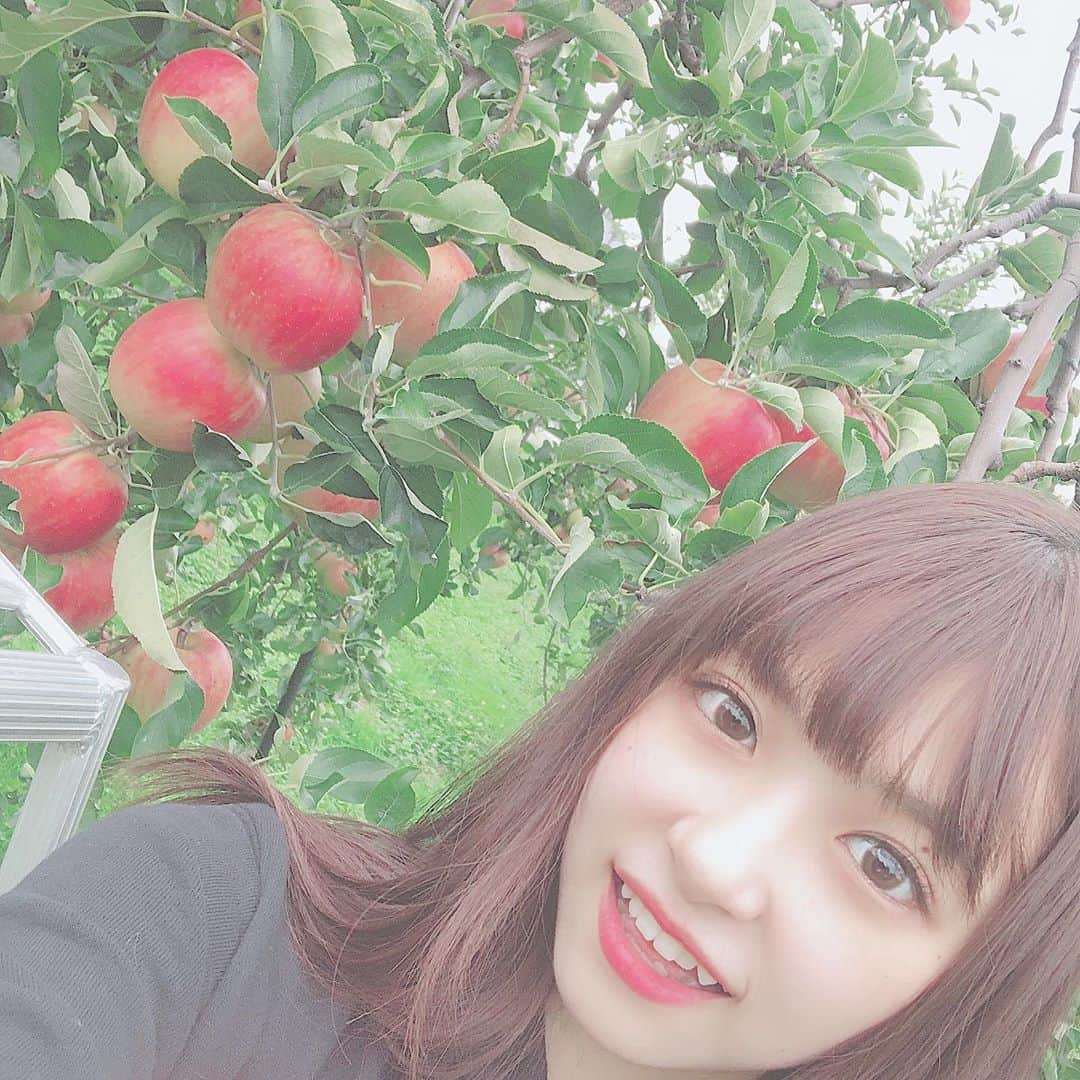 橋本陽菜さんのインスタグラム写真 - (橋本陽菜Instagram)「🍎 * #加積りんご 😊❤️ アップルパイにしたい、、 けど…パイ生地ない😢 買うしかぁぁぁ！ 作ったら食べてくれますか？？😉💕 * #pyongourmet #pyonstagram  #AKB48 #チーム8 #チームK #富山 #はるpyon #橋本陽菜 #圧倒的橋本陽菜 #橋本陽菜を広める」11月8日 22時51分 - 48pyonz_toyama