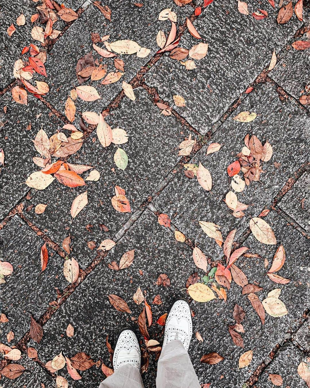 Yukicoさんのインスタグラム写真 - (YukicoInstagram)「🍂 𝒍𝒆𝒂𝒗𝒆𝒔 𝒄𝒐𝒏𝒇𝒆𝒕𝒕𝒊𐬹꧂ ‥‥‥‥‥‥‥‥‥‥‥‥‥‥‥‥‥‥‥‥‥‥‥‥‥‥‥‥‥‥‥‥‥ #kyoto#amazingdestination#redleaf#redleaves#kyotosightseeing#ihavethisthingwithtiles#kyotojapan#京都旅#京都旅行#gotoキャンペーン#そうだ京都いこう#京都紅葉#京都紅葉名所」11月8日 23時04分 - yukicolifecom