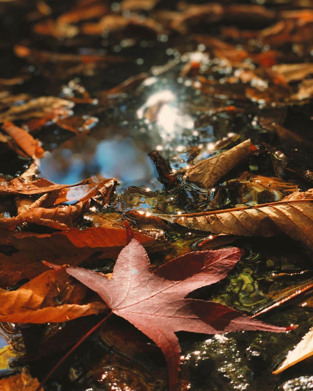 Boran Kuzumさんのインスタグラム写真 - (Boran KuzumInstagram)「🍂🍁」11月8日 23時12分 - borankuzum