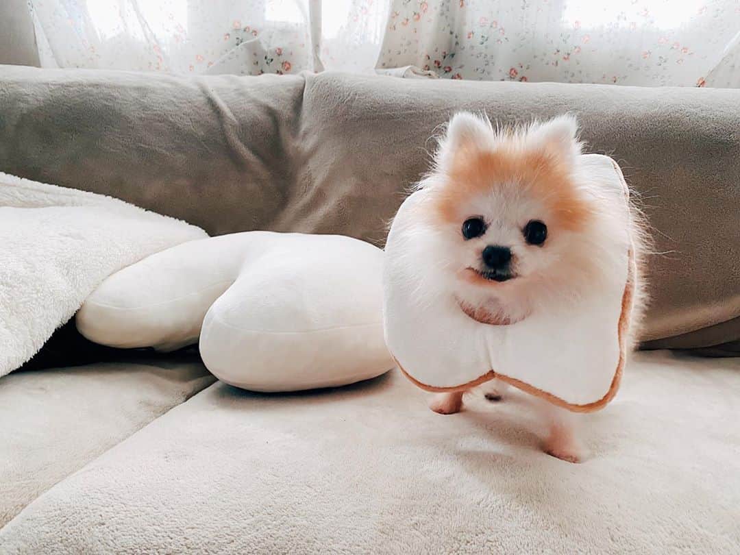 r_oseのインスタグラム：「Bed head🐰, bread head🍞〰️」