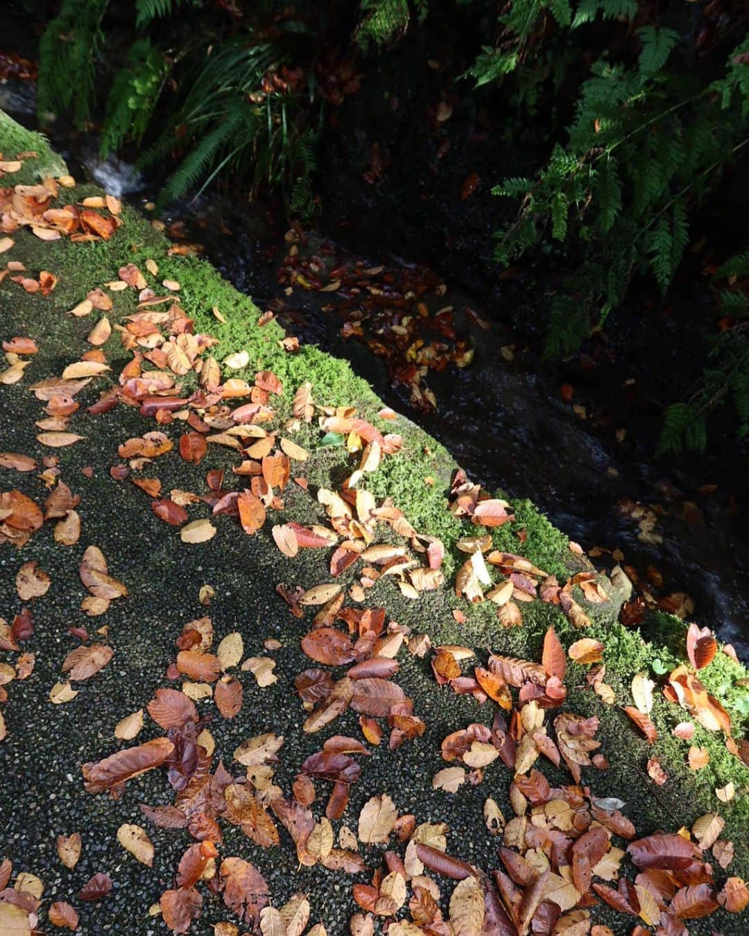 早坂香須子さんのインスタグラム写真 - (早坂香須子Instagram)「立冬の朝、白山比咩神社へ。  前日、金沢到着と同時に振り出しだ雨は夕方には土砂降りに。  今朝は深く雲が立ち込めていましたが、参拝を終えると雲の切れ間から太陽が顔を出しました。  雨の潤いも晴れの暖かさも有り難く、影と光のコントラストがより美しく映った朝。  境界で対峙する伊弉諾尊・伊弉冉尊二神の仲裁をした和合の神様、菊理媛神を祀る 〝しらやまさん〟。三度目の参拝でしたが、いつも心に気付きをいただきます。  ありがとうございました🙏✨✨✨  #大人の遠足 #白山比咩神社 #yinyang」11月8日 23時21分 - kazukovalentine
