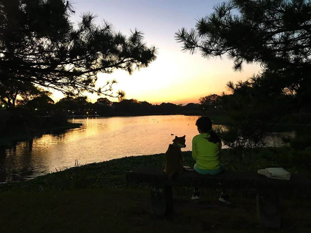 柴犬はなこ Shibainu Hanakoさんのインスタグラム写真 - (柴犬はなこ Shibainu HanakoInstagram)「思い立って、江津湖へお散歩に。水がこんこんと湧いていて透き通ってとても綺麗な湧水の湖です🚣‍♂️まだまだ知らないところが沢山あるなー🐕🐾🚶‍♀️👣 #shiba #dog #shibainu #犬 #柴犬 #江津湖 #水前寺江津湖公園 🎶さーんぽ歩いてにっほ下がる〜♪」11月8日 23時27分 - kiki_beee