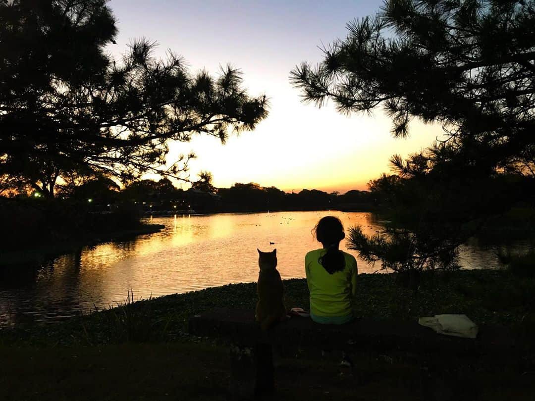 柴犬はなこ Shibainu Hanakoのインスタグラム：「思い立って、江津湖へお散歩に。水がこんこんと湧いていて透き通ってとても綺麗な湧水の湖です🚣‍♂️まだまだ知らないところが沢山あるなー🐕🐾🚶‍♀️👣 #shiba #dog #shibainu #犬 #柴犬 #江津湖 #水前寺江津湖公園 🎶さーんぽ歩いてにっほ下がる〜♪」