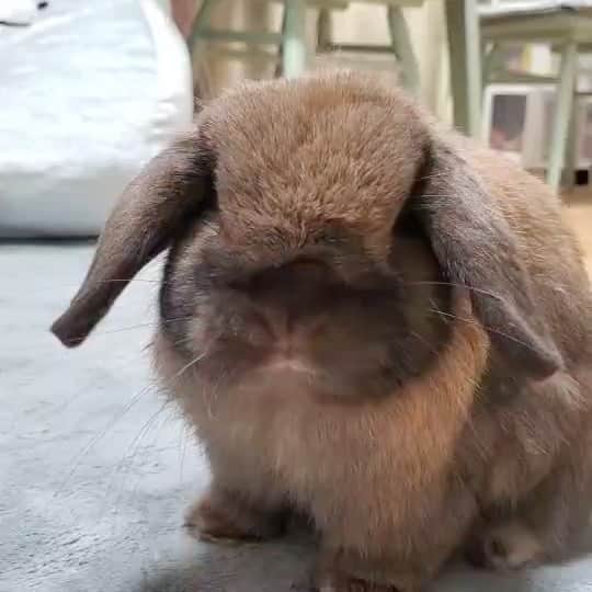 のインスタグラム：「今日は徹夜で作業するよ。こんな僕でも色々考えることあるからさぁ。 ブログ書いたよ。うさぎのだけど。 https://ameblo.jp/boyonboyonyama/entry-12636823467.html  #ボヨンボヨン山本  #ブログ  #毎日 #うさぎ #ホーランドロップ #小動物 #Eテレ曲 #鼻ヒクヒク #かわいい」