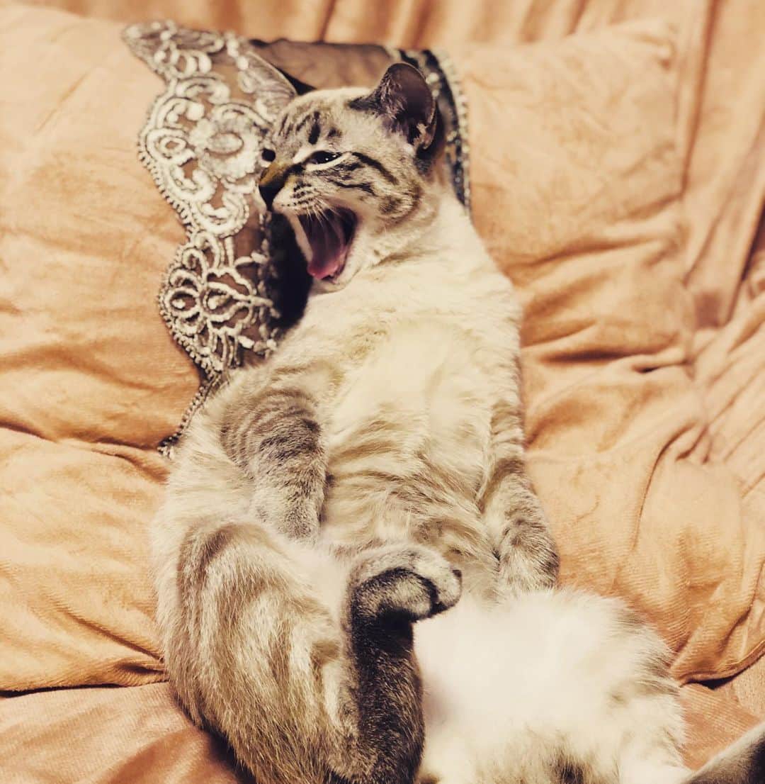 のインスタグラム：「はにゃわわ 毎日可愛い天才❣️ #あくび猫」