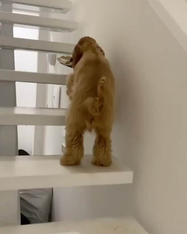 The Critter Havenのインスタグラム：「Oops  Video by @archie_thegoldencocker  #thecritterhaven」