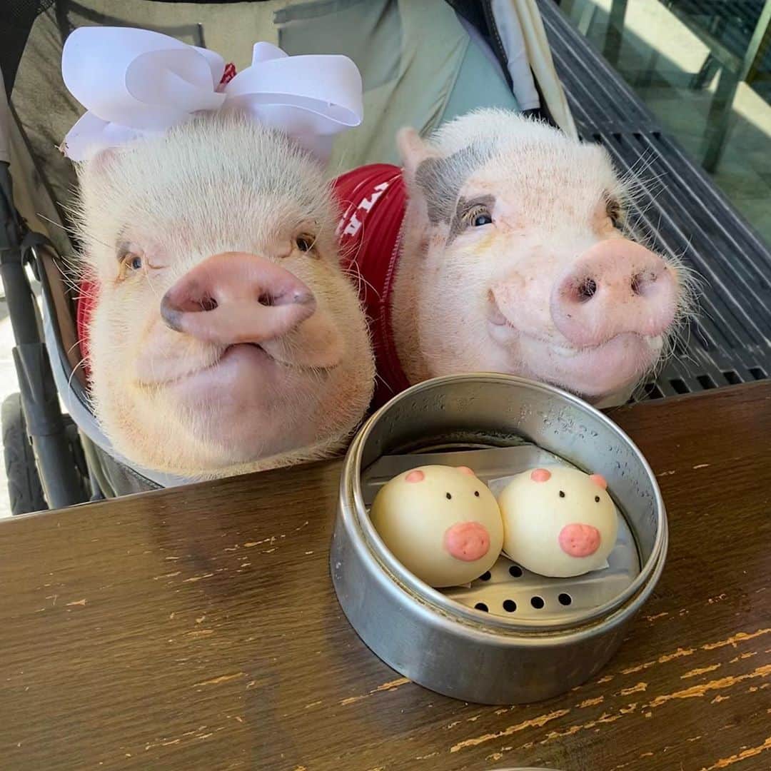 Priscilla and Poppletonさんのインスタグラム写真 - (Priscilla and PoppletonInstagram)「It’s Snout Sunday! How many snouts do you count in this post (swipe for more)? It’s piggy snout overload🐽❣️#PiggyPenn #PoseyandPink #PrissyandPop」11月8日 23時51分 - prissy_pig
