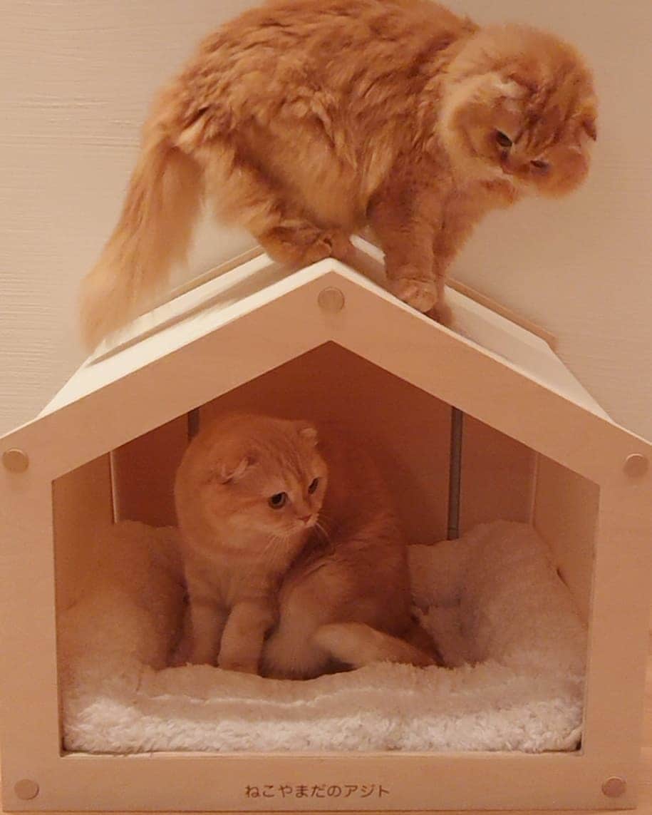 猫山田 Ａ. きなこのインスタグラム
