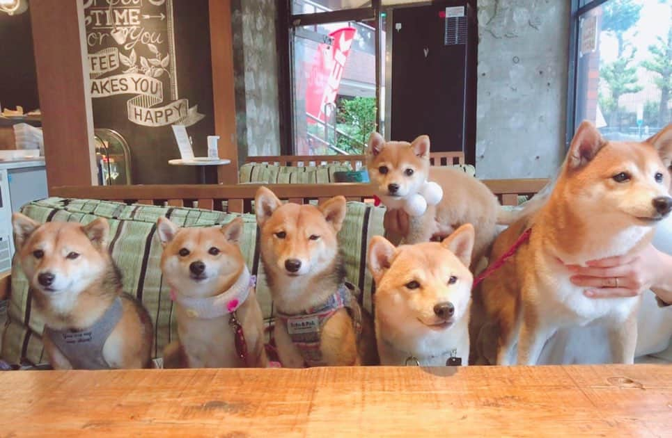 豆柴にこちゃんさんのインスタグラム写真 - (豆柴にこちゃんInstagram)「🐶 今日はスペシャルなメンバーでランチ＆お散歩😍  ごまみいちゃん　@gomame06 はちくん @hachi_mameshiba かりんちゃん　@mameshiba_karin と駒沢公園で遊びました❣️  みいなちゃんははじめまして☺️ ごまめちゃんはおさしぶり✨  多頭飼いの大先輩に、 多頭のお手本を見せてもらいました😘  はちくんとかりんちゃんは、コロナ前にたまたま代々木公園で遭遇してお友達になりました☺️  みんな豆柴のちびっこサイズ💕かわいかったなぁ🤤  写真たくさんありますが、 まずはみなさんから頂いた集合写真と、撮影中の動画のみお送りします😆  全員カメラ目線もらうの大変😂  声消してますが、 ごまみいちゃんママと私は動画で、目線もらうためにたくさん雄叫びあげてます😂  途中、かりんちゃんのお友達んちの黒柴こてつくんも偶然出会って参加していただきました😆  つづく  💡にこたま着用のマフラーはもうすぐ発売する #ぽっちゃんマフラー　のリボンモデル🎀  #柴犬#豆柴#pecoいぬ部#犬#shibastagram#petstagram#犬#犬のいる暮らし#shibainu#dog#mameshiba#pecotv#いぬのきもち部#しばいぬ#しばけん#こいぬ#シバイヌ#狗#ペット#子犬#puppy#pet#시바견#강아지#개#instacute#barked#9gag#9gagpets」11月9日 0時22分 - nikochan.mame48