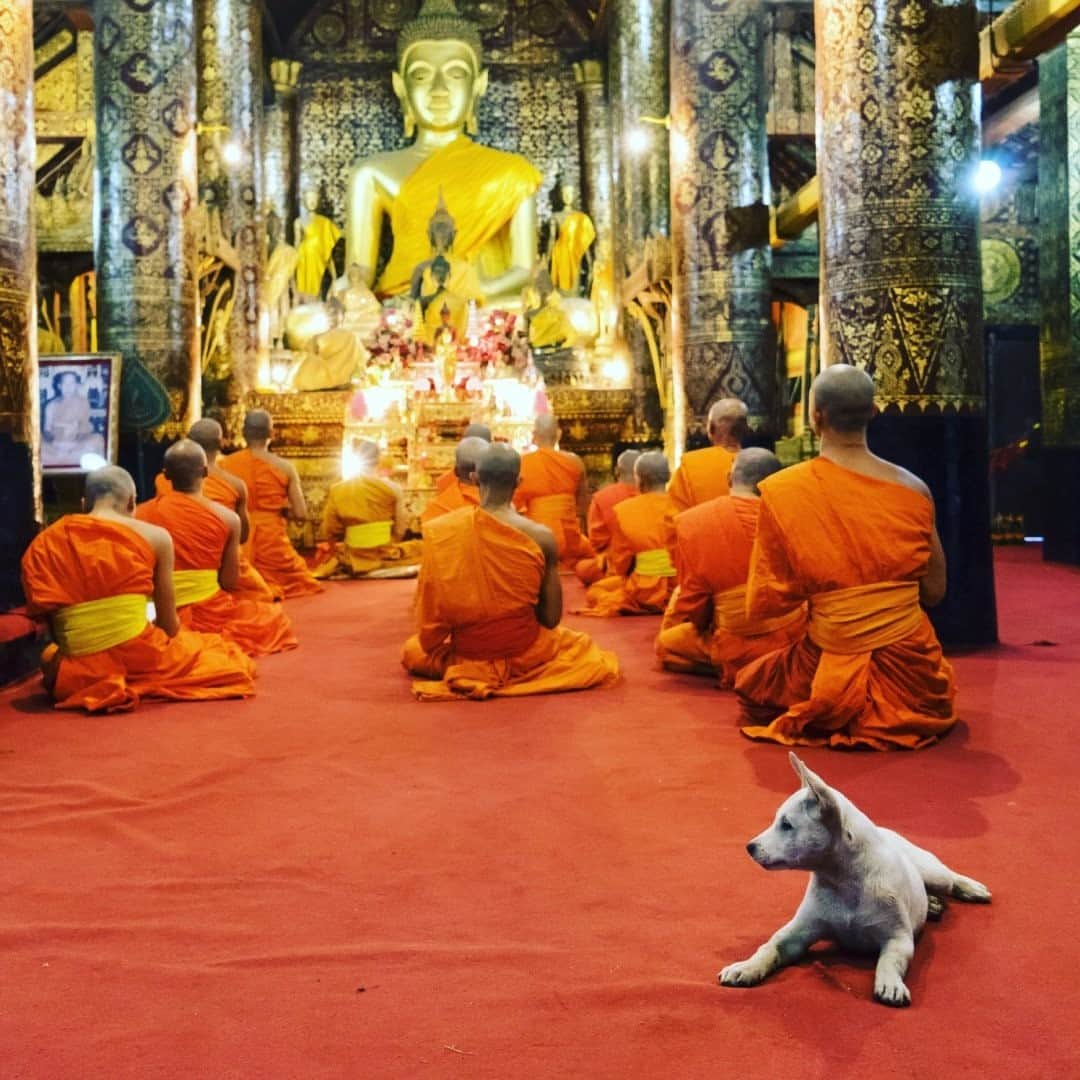 ナショナルジオグラフィックのインスタグラム