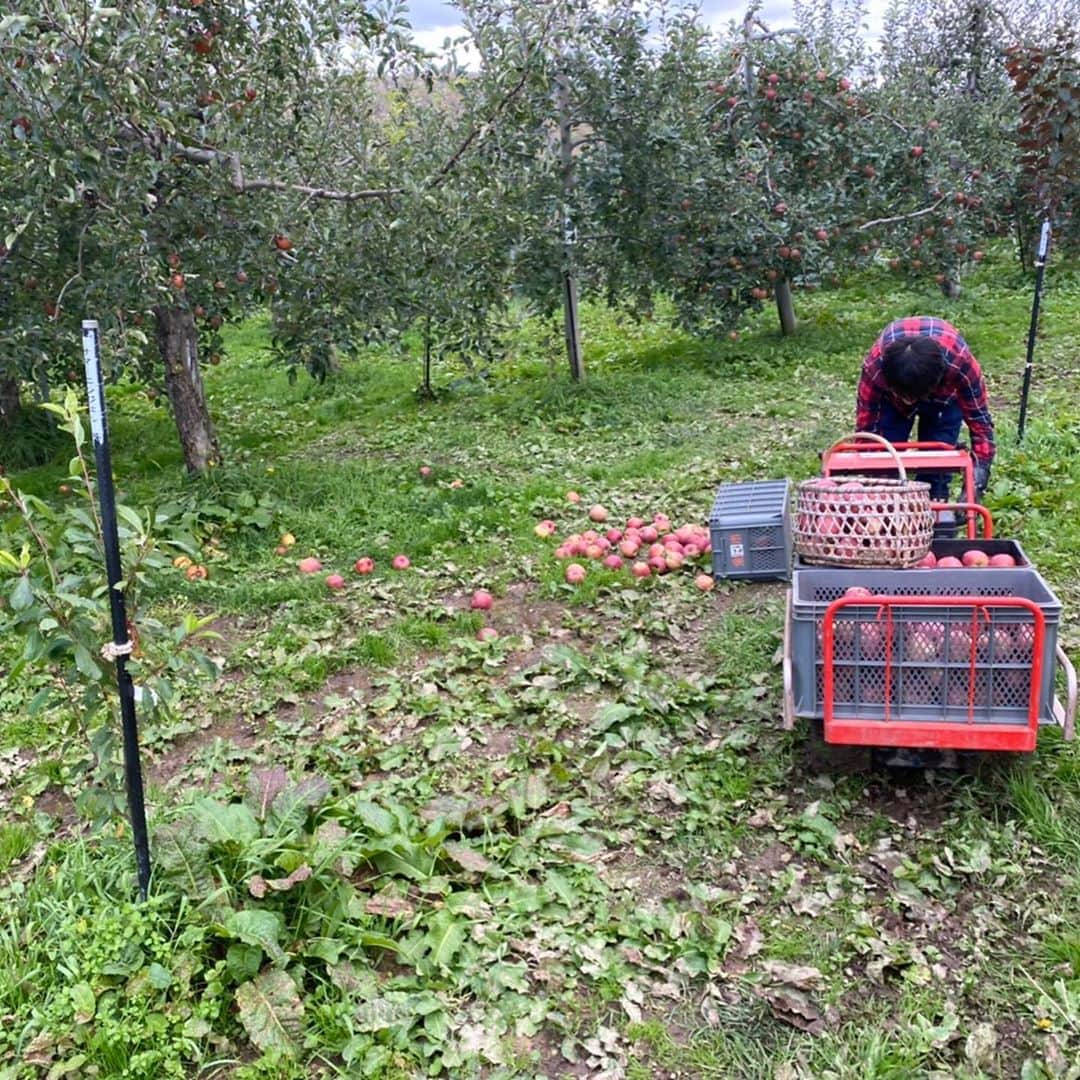 HBC北海道放送アナウンス部さんのインスタグラム写真 - (HBC北海道放送アナウンス部Instagram)「堀啓知です。 先日、リンゴを収穫してきました。 余市の果樹園でリンゴの木のオーナーになり、1本の木に実った全てのリンゴをもぎ取ることができます。 一昨年に次いで二度目です。 6種類の品種から『ふじ』を選びました。 高い所は脚立に登って獲ります。 楽しんだというより、家族で競って収穫した感覚で、あっという間に終了。4人がかりで約15分。 専用の運搬車で運ぶのですが、積み方が下手だったのか、途中で一つのカゴがひっくり返り、リンゴが散乱するハプニング。  それにしても沢山獲れました。 段ボール箱３つで収まらず、さらにマイバッグ3袋と一昨年よりも獲れたような気がします。 帰宅後、体重計で測ったら、約60キロにもなりました。 毎日1人一個ずつ食べても一向に減らないので、周囲に配っているところです。 とりあえず、リンゴジャムを作る予定…大量になりそう。  #リンゴ #りんご #リンゴ狩り #果樹園 #余市 #実りの秋 #リンゴの木のオーナー #ふじ #リンゴジャム #ＨＢＣ #アナウンサー #今日ドキッ！ #堀啓知」11月9日 1時15分 - hbc_announcer