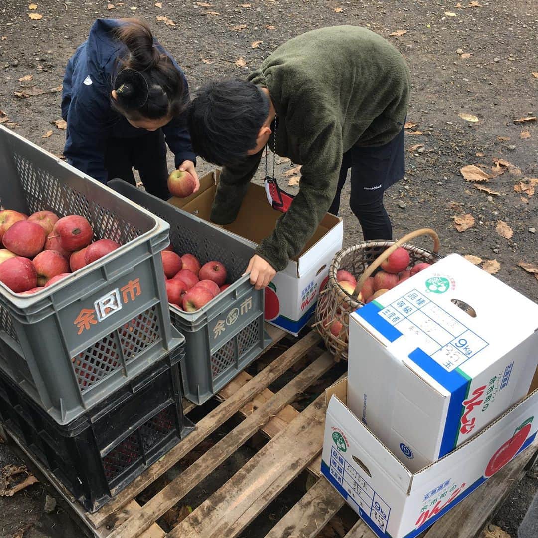 HBC北海道放送アナウンス部さんのインスタグラム写真 - (HBC北海道放送アナウンス部Instagram)「堀啓知です。 先日、リンゴを収穫してきました。 余市の果樹園でリンゴの木のオーナーになり、1本の木に実った全てのリンゴをもぎ取ることができます。 一昨年に次いで二度目です。 6種類の品種から『ふじ』を選びました。 高い所は脚立に登って獲ります。 楽しんだというより、家族で競って収穫した感覚で、あっという間に終了。4人がかりで約15分。 専用の運搬車で運ぶのですが、積み方が下手だったのか、途中で一つのカゴがひっくり返り、リンゴが散乱するハプニング。  それにしても沢山獲れました。 段ボール箱３つで収まらず、さらにマイバッグ3袋と一昨年よりも獲れたような気がします。 帰宅後、体重計で測ったら、約60キロにもなりました。 毎日1人一個ずつ食べても一向に減らないので、周囲に配っているところです。 とりあえず、リンゴジャムを作る予定…大量になりそう。  #リンゴ #りんご #リンゴ狩り #果樹園 #余市 #実りの秋 #リンゴの木のオーナー #ふじ #リンゴジャム #ＨＢＣ #アナウンサー #今日ドキッ！ #堀啓知」11月9日 1時15分 - hbc_announcer