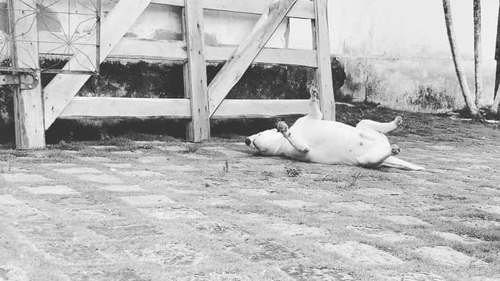 ラファエルのインスタグラム：「@myselfjimmy teaches me every day that being happy is a very personal thing - and it really has nothing to do with ANYONE else. btw he was rolling over chicken poop 💩🐓 . . @myselfjimmy me ensinou que ser feliz eh uma coisa muito pessoal - e definitivamente NINGUEM tem nada a ver com isso. a proposito ele tava rolando no coco de galinha 💩🐓」