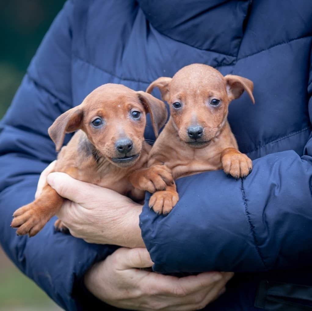 Puppy For Sale.のインスタグラム