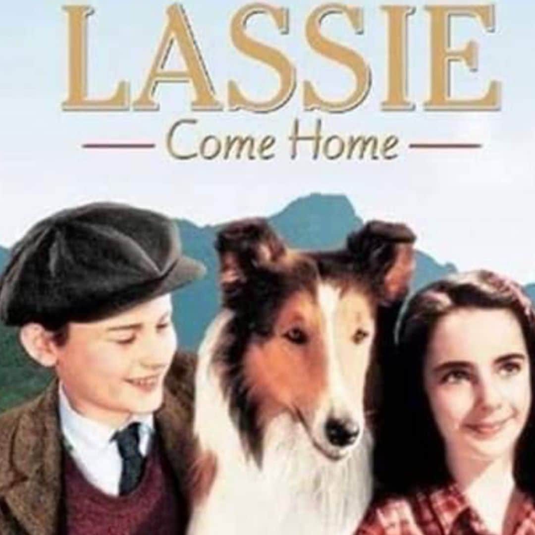ブルース・ウェーバーさんのインスタグラム写真 - (ブルース・ウェーバーInstagram)「Now we can relax - be truly happy for @joebiden and @kamalaharris - and watch Lassie Come Home with our 6 dogs - they have been wanting to see it all week - it’s their favorite movie.」11月9日 3時26分 - bruce_weber