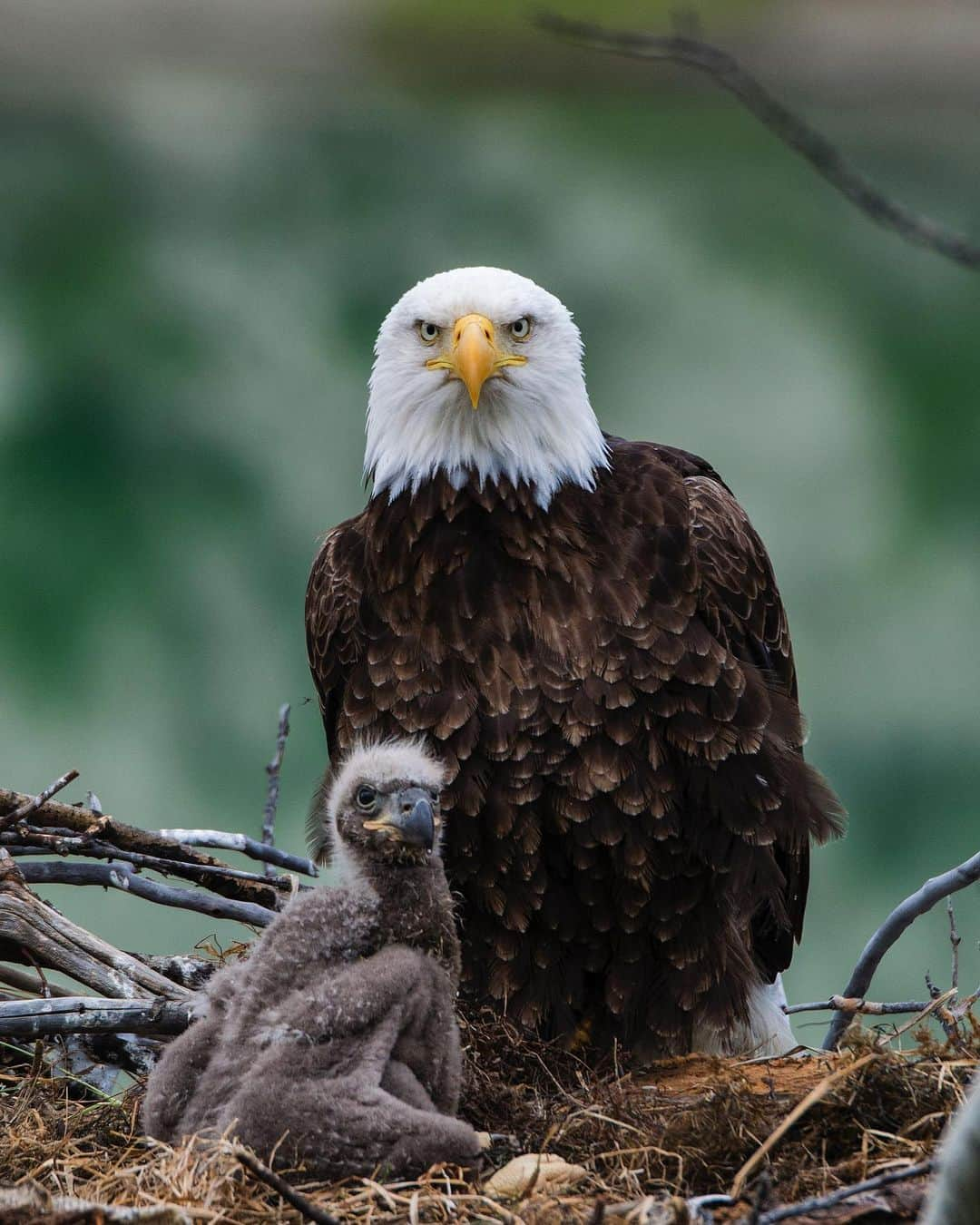 Discoveryさんのインスタグラム写真 - (DiscoveryInstagram)「Bald eagle females are known for their protective nature.🦅  #eagle #birdsofinstagram #naturephotography #wildlife_perfection #parentinglife」11月9日 3時36分 - discovery