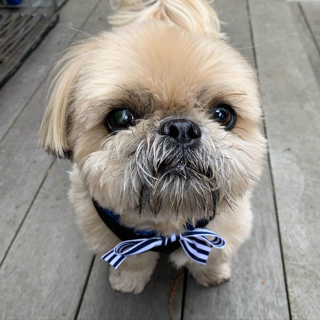 Dougie the Shih Tzuさんのインスタグラム写真 - (Dougie the Shih TzuInstagram)「Looking good 💙」11月9日 4時00分 - dailydougie