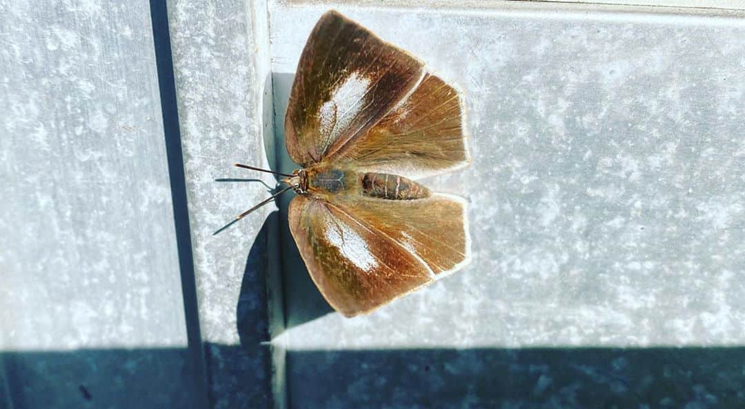 牧田習さんのインスタグラム写真 - (牧田習Instagram)「この蝶々は、冬の間も大人(成虫)のままでいる種類なのです〜🦋  寒くても蝶々が見れて幸せ✨  しかも、羽の逆側は真っ白でとっても美しいのです〜！！  #ウラギンシジミ」11月9日 13時32分 - shu1014my