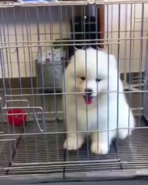 Alex Toのインスタグラム：「You are so noisy 😆😆😆 #cute #dog #doglover #dogsofinstagram #dogoftheday #dogofthedayjp #dogstagram #fluffy #hkig #hongkong #ilovemydog #instadog #instagood #instamood #instagraphy #instapic #samoyedoninstagram #pet #petlovers #petsofinstagram #petstagram #photooftheday #puppy #pupsofinstagram #samoyed #samoyedsofinstagram #webstagram #犬 #サモエド」