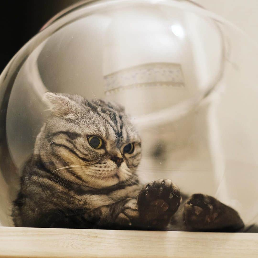 Shishi-maruのインスタグラム：「Space cat / スペースキャット」