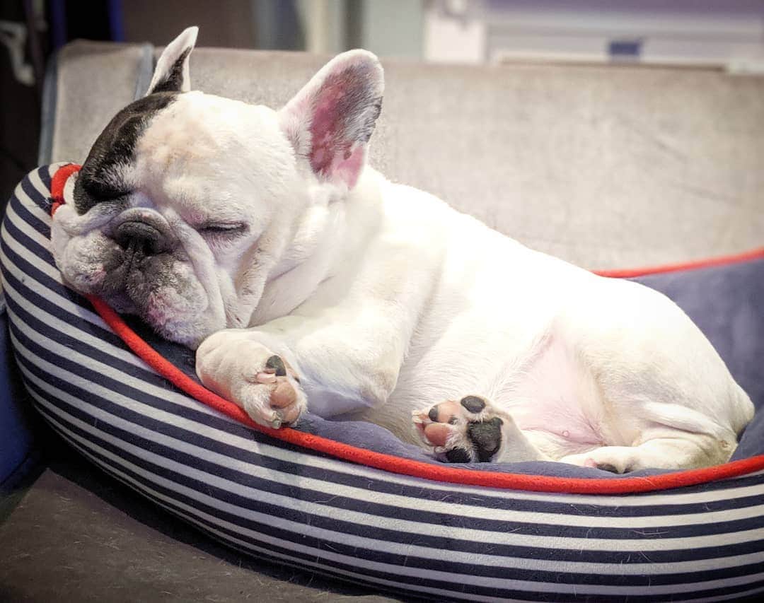 Manny The Frenchieのインスタグラム：「Probably dreaming about snacks 😴💤」