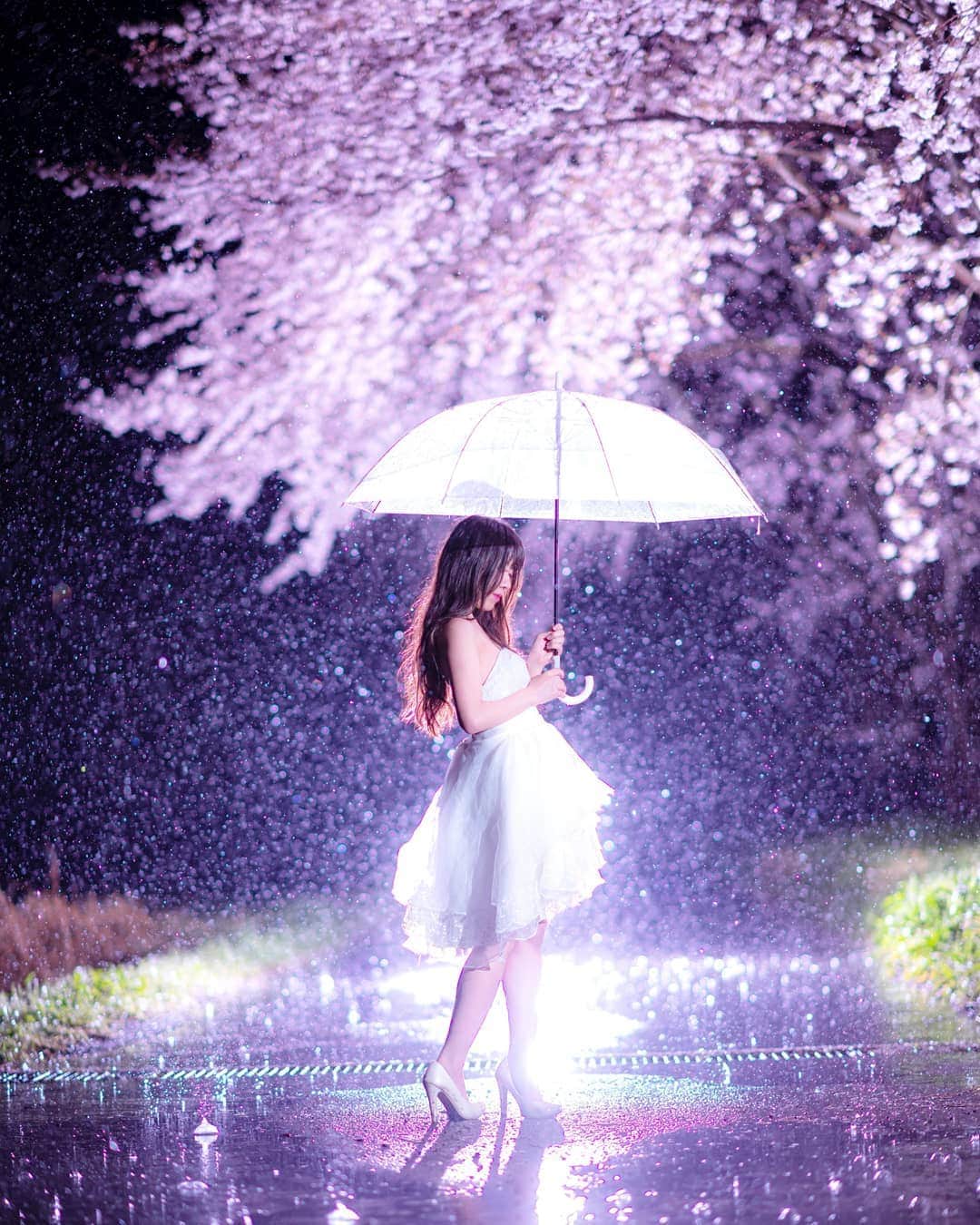 高橋さくらのインスタグラム：「* *  花びらが散るまでに  * *  晴れも好き、雨も好き。  桜の花が咲くまでに未来のことを考えてみませんか？  #桜  #雨 #ポートレート #ピンク #花 #ストロビスト #花びら #モデル #カメラマン #撮影 #春 #ドレス #ウェディング #splus_cameraclub  #かずさん写真部」