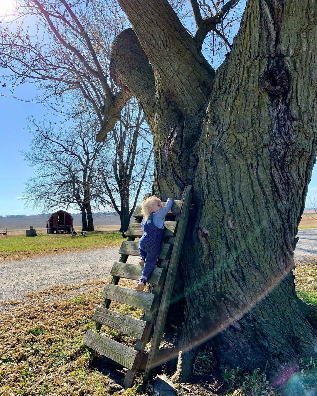 エミリー・デ・レイヴィンさんのインスタグラム写真 - (エミリー・デ・レイヴィンInstagram)「Heaven! We got to wake up here & play this morning! Thank you so much for having us at your beautiful farm @oaktreehomes (through @harvesthosts - they are the bast! Found so many super cool places to stay through them!) Not pictured: 8 farm cats 🐈 , 2 dwarf goats 🐐 , a peacock 🦚, 3 sheep 🐑-all of whom were VERY sweet & gentle with the kids! + we bought some beautiful eggs from their chickens- gathered this morning! 🙏❤️ 🐓 🥚 #happychickens #farmfresheggs  #rvlife #farmlife #roadtrip #lifeontheroad #toddlerlife #kidlife #mumlife #momlife」11月9日 6時22分 - emiliede_ravin