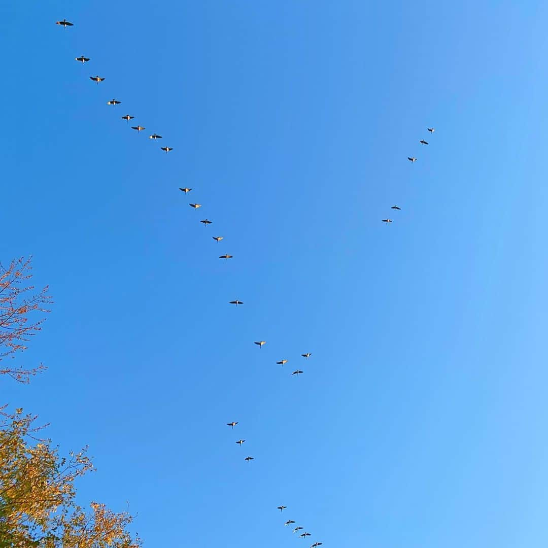 ソフィーさんのインスタグラム写真 - (ソフィーInstagram)「Lou’s actual face as they flew over in huge groups. Is this the equivalent to us walking by a bakery window?」11月9日 6時29分 - sophielovestuna