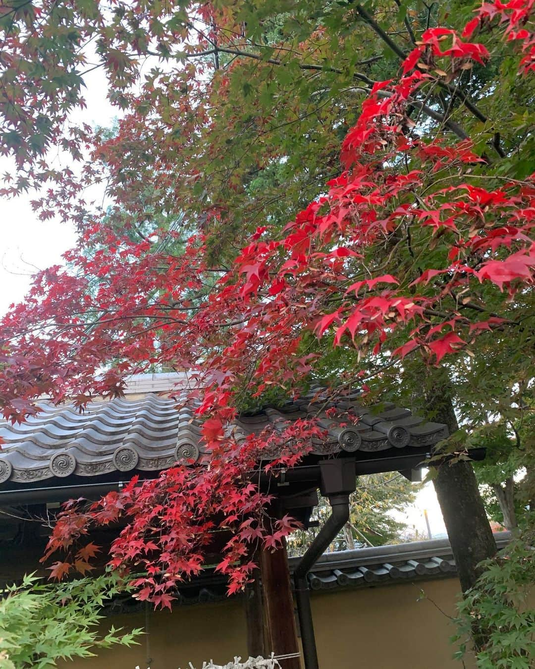 せいなさんのインスタグラム写真 - (せいなInstagram)「＊弘源寺＊ . . まだ少し紅葉は早かった🍁 もう少し寒くなれば、もっと真っ赤な紅葉がたくさんで綺麗なんだろうなぁ✨ . . 弘源寺（こうげんじ）は臨済宗天龍寺派大本山天龍寺の塔頭寺院です。 永享元年（１４２９）室町幕府の管領であった細川持之公が、天龍寺の開山である夢窓国師の法孫にあたる玉岫禅師を開山に迎え創建し、持之公の院号をもって弘源寺の寺号としたと言われています✨ . .  #嵐山 #阪急嵐山 #嵐電 #弘源寺 #天龍寺 #ライトアップ #京都 #そうだ京都へ行こう #京都好き #和 #日本文化  #リメイクキモノ #キモノリメイク #japan #arashiyama #kimono #kyoto #gotokyoto #kimonoforest #light #remake kimono #fashion」11月9日 6時55分 - seina_k0403