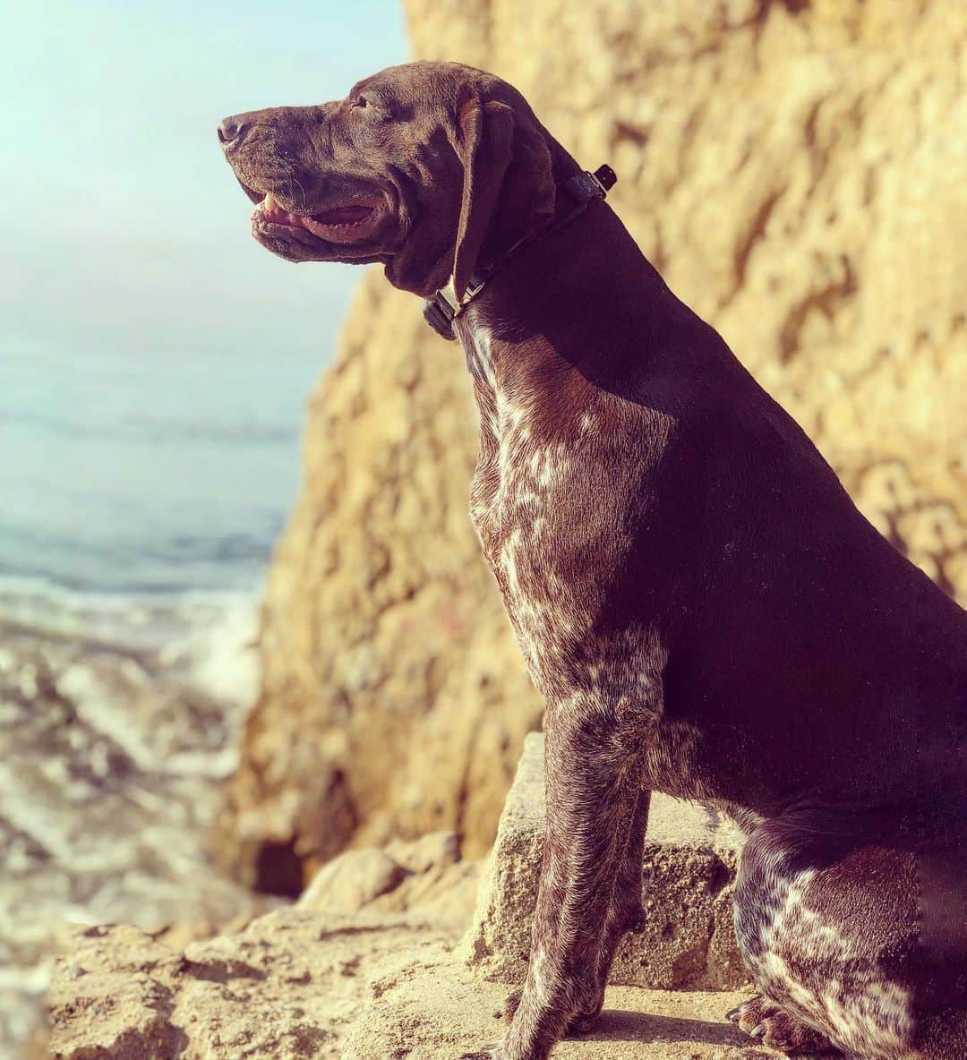 のインスタグラム：「Old Boy @texbirddog enjoying the beach before the winter migration 🦆 #dog #germanshorthairedpointer #birddog」