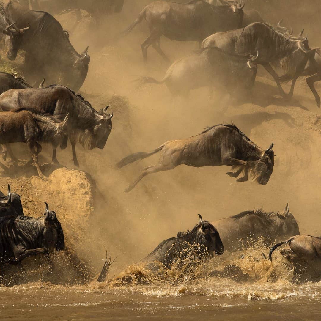 Tim Lamanさんのインスタグラム写真 - (Tim LamanInstagram)「Photos by @TimLaman.  Dreaming of Africa. “The Mara River Crossing” – of the wildebeest heards on migration.  One of the planet’s true wildlife spectacles and a photographer’s dream.  I was lucky enough to capture this scene in 2018.  Hope I can go back soon.  Have you seen this?  Is it on your bucket list? - This is panel 3 of a triptych.  Visit my feed @TimLaman to see the whole image.  Image 2 is a closeup shot the same day called “The Mara River Leap”. Now available as Limited Edition prints at link in bio (www.timlamanfineart.com). - #Nature #Africa #Serengeti #Wildlife #Wildebeest #Tanzania #fineart」11月9日 7時31分 - timlaman