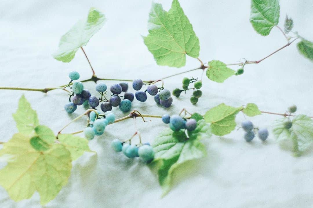 naorinmoonさんのインスタグラム写真 - (naorinmoonInstagram)「宝石みたいだ ﻿ ﻿ ﻿ ﻿ ﻿ ﻿ ﻿ ﻿ ﻿ #xt3 ﻿#fujifilm_xseries  #ig_hokkaido #instagramjapan #ig_japan_ #indies_gram #ifyouleave #as_archive #still_life_nature #vscocam #still_life_mood #reco_ig #nature_brilliance #ig_eternity #moody_nature #dof_brilliance #heart_imprint #bokeh_bliss #infinity_softly #thehub_macro #helios44_2 #オールドレンズ #野葡萄 #lovelydeadcrap #helios44_love」11月9日 7時25分 - naorinmoon