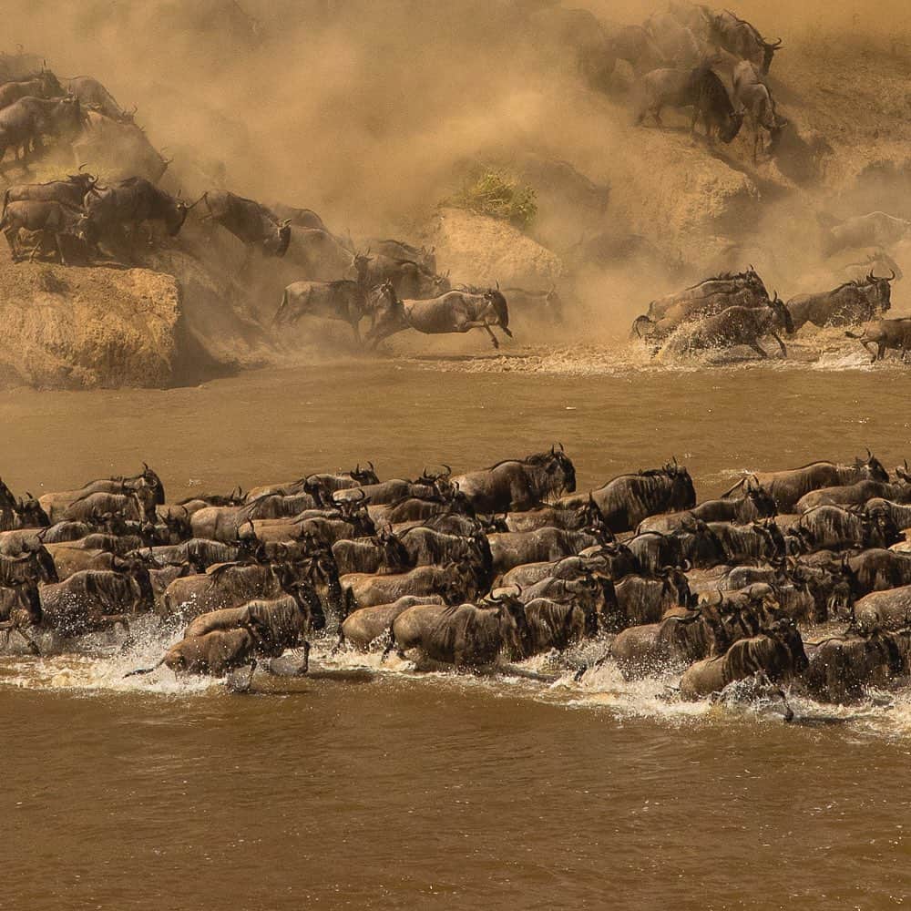 Tim Lamanさんのインスタグラム写真 - (Tim LamanInstagram)「Photos by @TimLaman.  Dreaming of Africa. “The Mara River Crossing” – of the wildebeest heards on migration.  One of the planet’s true wildlife spectacles and a photographer’s dream.  I was lucky enough to capture this scene in 2018.  Hope I can go back soon.  Have you seen this?  Is it on your bucket list? - This is panel 2 of a 3 panel triptych.  Visit my feed @TimLaman to see the whole image. Image 2: “Baobab Sunrise” is another favorite moment from my explorations of Tanzania.  Now available as Limited Edition prints at link in bio (www.timlamanfineart.com). - #Nature #Africa #Serengeti #Wildlife #Wildebeest #Tanzania #fineart #baobab」11月9日 7時34分 - timlaman