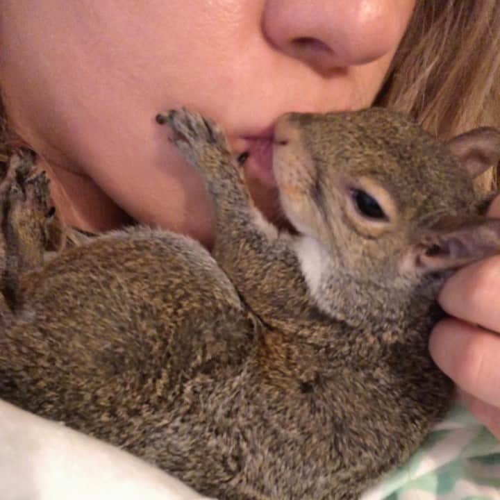 Jillのインスタグラム：「All the kisses⁣ ⁣ ⁣ ⁣ ⁣ #petsquirrel #squirrel #squirrels #squirrellove #squirrellife #squirrelsofig #squirrelsofinstagram #easterngreysquirrel #easterngraysquirrel #ilovesquirrels #petsofinstagram #jillthesquirrel #thisgirlisasquirrel #squirrelkisses」