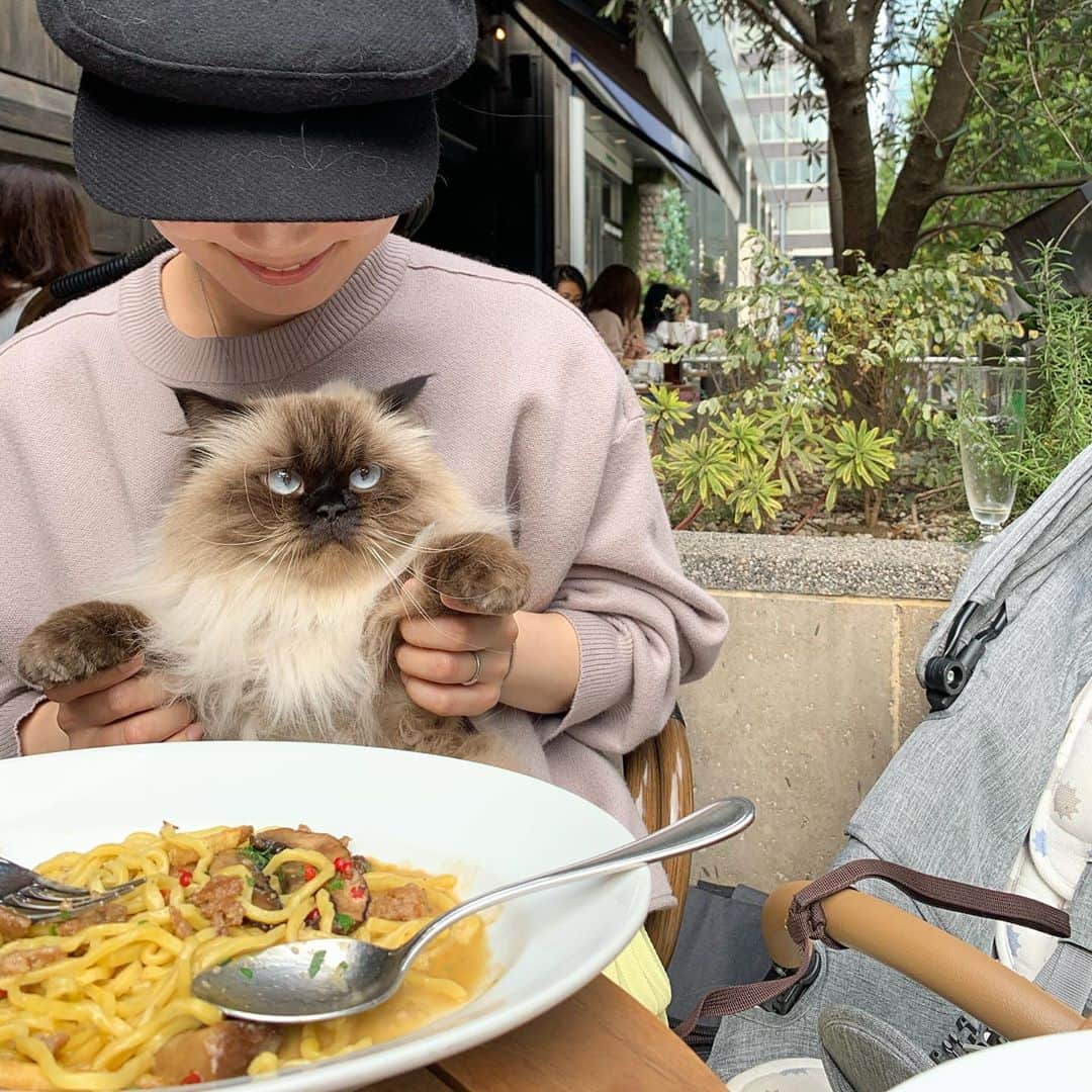 のインスタグラム：「昨日は結婚記念日でみんなでランチしに行ったよ🍝🍹🌿  プリュムもベビもすごい楽しんでたよ👧🏼💗👧🏻  . . . . #プリュムのいる生活 #猫のいる暮らし  #ヒマラヤン  #赤ちゃんと猫  #もふもふ#ヒマラニャンズ  #猫  #ねこ  #ペコねこ部#家族#カフェ#ランチ#パスタ#pasta#anniversary#cafe  #coffee#lunch#yummy#familytime#fluffy#癒し#🐈 #고양이  #ilovecats  #himalayancat  #catsofinstagram#bestmeow#bestcats_oftheworld#weeklyfluff」