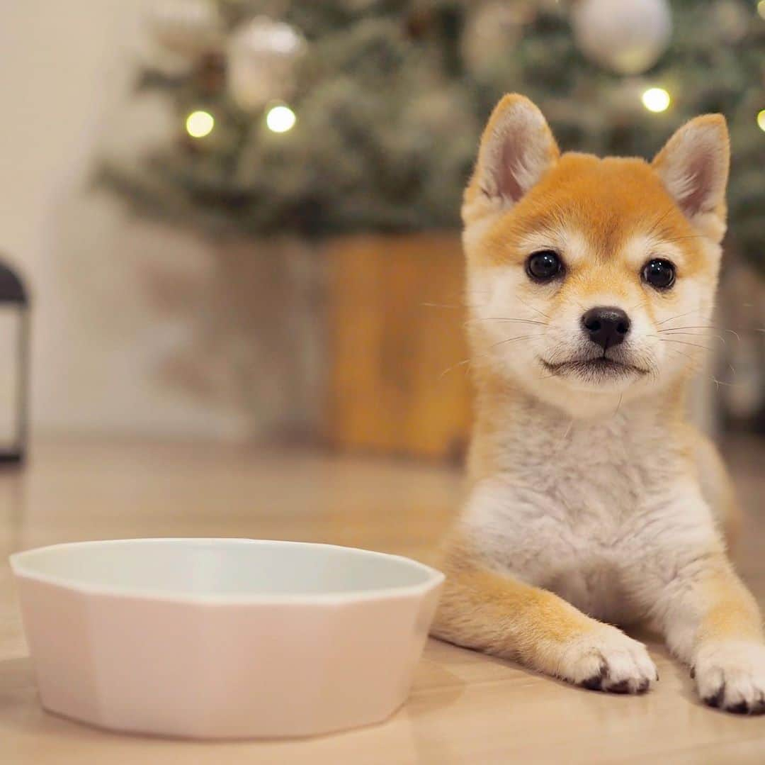 豆柴にこちゃんさんのインスタグラム写真 - (豆柴にこちゃんInstagram)「🐶 おはよー たまちゃん用の新しいフードボウルがやってきた🍚✨  こてつくんのお母さんが作っている、 Asanayunaの瀬戸焼フードボウル 〈突起なし〉Sサイズ。 @asanayuna_beeline @ganchi_with_kotetsu  にこは以前から人気の、 突起ありのMサイズを使っていますが、 今回はお客さんからのリクエストで 〈突起なし〉Sサイズの販売が決定したんだって✨  たまちゃんみたいに小さな子は Sサイズがちょうどよい大きさ😊  💡フードボウルおすすめポイント 正12角形でとにかくオシャレ❣️ それでいて内側には角がないから洗いやすいよ〜  たまは普段、パピー用フードに パピーミルクを混ぜてチンして柔らかくし てあげてますが内側がなめらかなので フードが角にへばりついたりもしないよ😉  あ、このフードボウルは レンチン可能なのもおすすめですよ〜👍  💡スタンドおすすめポイント セットでも単品でも買えるスタンドは国産ヒノキ製✨ たまは食べる時のガッつきの勢いがすごすぎて、 反動で食べてる時に足がツーと 後ろに滑ることがありましたが スタンドにしたら解消‼️  ※参考 色は珊瑚 たまの体重は1.2kg  #asanayuna #早食い防止フードボウル #瀬戸焼フードボウル #Sサイズ」11月9日 8時10分 - nikochan.mame48