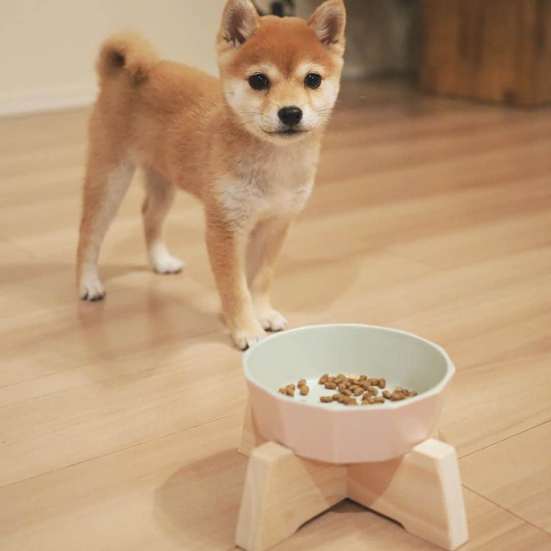 豆柴にこちゃんさんのインスタグラム写真 - (豆柴にこちゃんInstagram)「🐶 おはよー たまちゃん用の新しいフードボウルがやってきた🍚✨  こてつくんのお母さんが作っている、 Asanayunaの瀬戸焼フードボウル 〈突起なし〉Sサイズ。 @asanayuna_beeline @ganchi_with_kotetsu  にこは以前から人気の、 突起ありのMサイズを使っていますが、 今回はお客さんからのリクエストで 〈突起なし〉Sサイズの販売が決定したんだって✨  たまちゃんみたいに小さな子は Sサイズがちょうどよい大きさ😊  💡フードボウルおすすめポイント 正12角形でとにかくオシャレ❣️ それでいて内側には角がないから洗いやすいよ〜  たまは普段、パピー用フードに パピーミルクを混ぜてチンして柔らかくし てあげてますが内側がなめらかなので フードが角にへばりついたりもしないよ😉  あ、このフードボウルは レンチン可能なのもおすすめですよ〜👍  💡スタンドおすすめポイント セットでも単品でも買えるスタンドは国産ヒノキ製✨ たまは食べる時のガッつきの勢いがすごすぎて、 反動で食べてる時に足がツーと 後ろに滑ることがありましたが スタンドにしたら解消‼️  ※参考 色は珊瑚 たまの体重は1.2kg  #asanayuna #早食い防止フードボウル #瀬戸焼フードボウル #Sサイズ」11月9日 8時10分 - nikochan.mame48