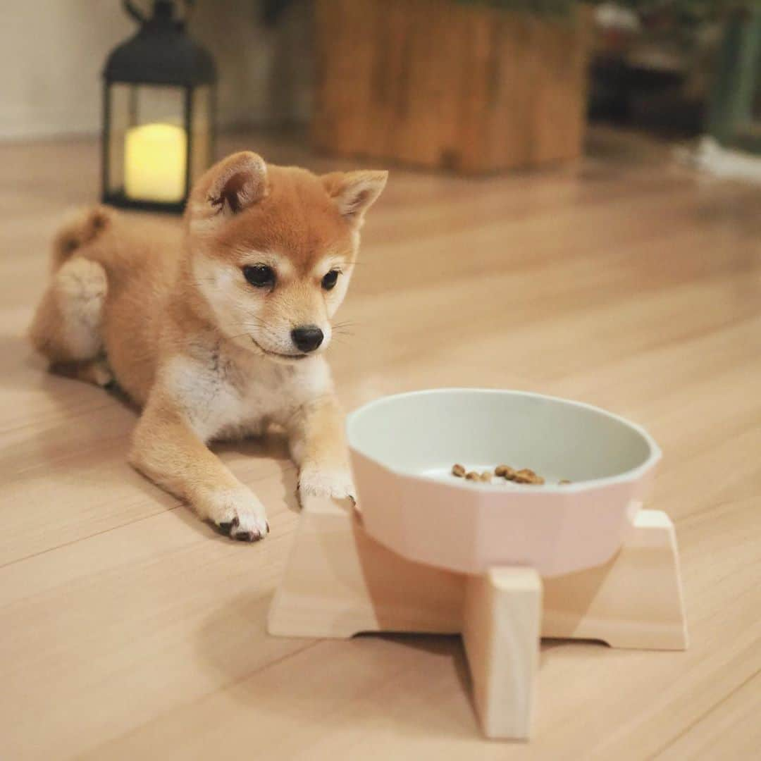 豆柴にこちゃんさんのインスタグラム写真 - (豆柴にこちゃんInstagram)「🐶 おはよー たまちゃん用の新しいフードボウルがやってきた🍚✨  こてつくんのお母さんが作っている、 Asanayunaの瀬戸焼フードボウル 〈突起なし〉Sサイズ。 @asanayuna_beeline @ganchi_with_kotetsu  にこは以前から人気の、 突起ありのMサイズを使っていますが、 今回はお客さんからのリクエストで 〈突起なし〉Sサイズの販売が決定したんだって✨  たまちゃんみたいに小さな子は Sサイズがちょうどよい大きさ😊  💡フードボウルおすすめポイント 正12角形でとにかくオシャレ❣️ それでいて内側には角がないから洗いやすいよ〜  たまは普段、パピー用フードに パピーミルクを混ぜてチンして柔らかくし てあげてますが内側がなめらかなので フードが角にへばりついたりもしないよ😉  あ、このフードボウルは レンチン可能なのもおすすめですよ〜👍  💡スタンドおすすめポイント セットでも単品でも買えるスタンドは国産ヒノキ製✨ たまは食べる時のガッつきの勢いがすごすぎて、 反動で食べてる時に足がツーと 後ろに滑ることがありましたが スタンドにしたら解消‼️  ※参考 色は珊瑚 たまの体重は1.2kg  #asanayuna #早食い防止フードボウル #瀬戸焼フードボウル #Sサイズ」11月9日 8時10分 - nikochan.mame48