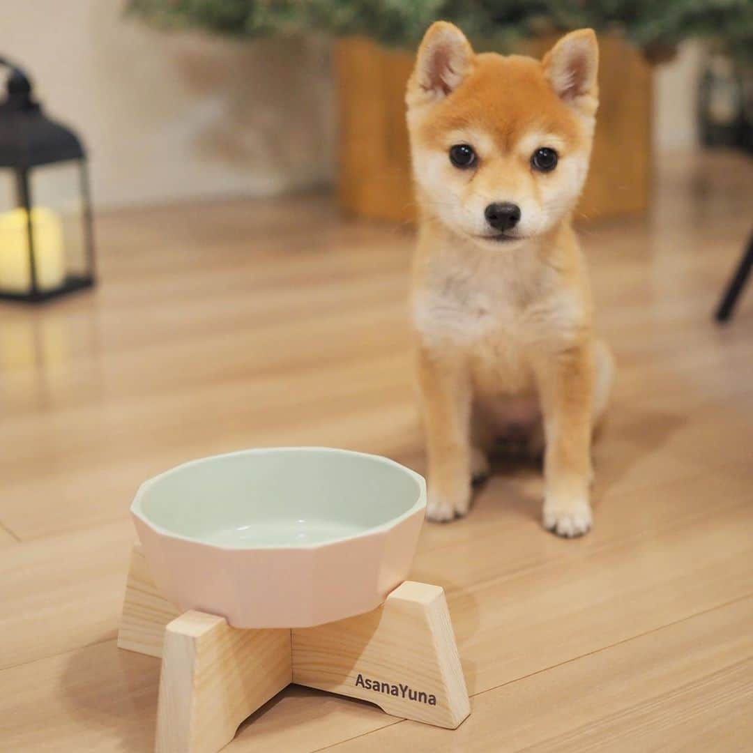 豆柴にこちゃんさんのインスタグラム写真 - (豆柴にこちゃんInstagram)「🐶 おはよー たまちゃん用の新しいフードボウルがやってきた🍚✨  こてつくんのお母さんが作っている、 Asanayunaの瀬戸焼フードボウル 〈突起なし〉Sサイズ。 @asanayuna_beeline @ganchi_with_kotetsu  にこは以前から人気の、 突起ありのMサイズを使っていますが、 今回はお客さんからのリクエストで 〈突起なし〉Sサイズの販売が決定したんだって✨  たまちゃんみたいに小さな子は Sサイズがちょうどよい大きさ😊  💡フードボウルおすすめポイント 正12角形でとにかくオシャレ❣️ それでいて内側には角がないから洗いやすいよ〜  たまは普段、パピー用フードに パピーミルクを混ぜてチンして柔らかくし てあげてますが内側がなめらかなので フードが角にへばりついたりもしないよ😉  あ、このフードボウルは レンチン可能なのもおすすめですよ〜👍  💡スタンドおすすめポイント セットでも単品でも買えるスタンドは国産ヒノキ製✨ たまは食べる時のガッつきの勢いがすごすぎて、 反動で食べてる時に足がツーと 後ろに滑ることがありましたが スタンドにしたら解消‼️  ※参考 色は珊瑚 たまの体重は1.2kg  #asanayuna #早食い防止フードボウル #瀬戸焼フードボウル #Sサイズ」11月9日 8時10分 - nikochan.mame48