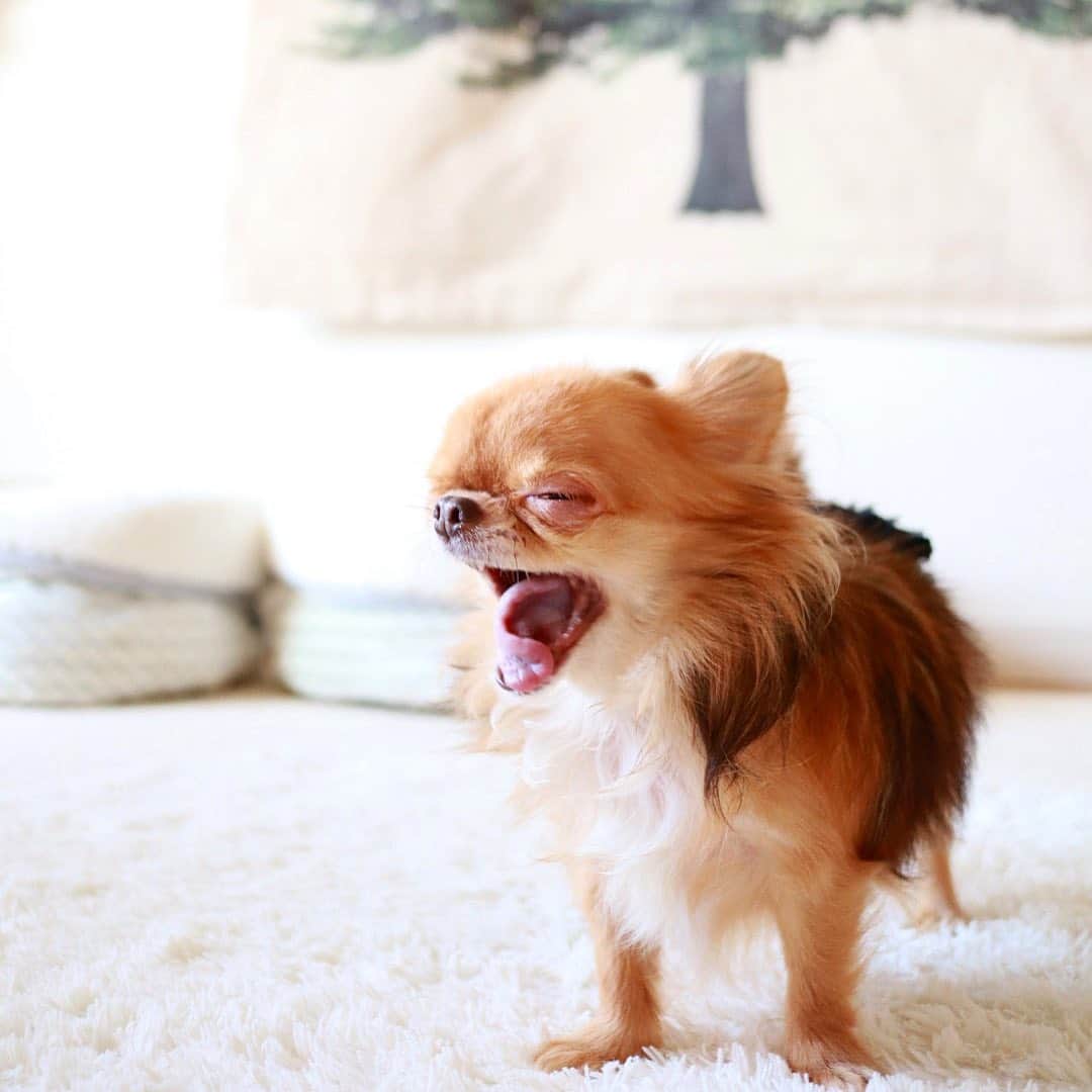 kayoのインスタグラム：「* * * おはよー☀️ * * まだ眠い くりおちゃん🥱 * * kulio❤️ * * #chihuahua#chihuahualove#dogstgram#dog#instadog#チワワ#チワワ大好き#チワワのいる暮らし * * *」
