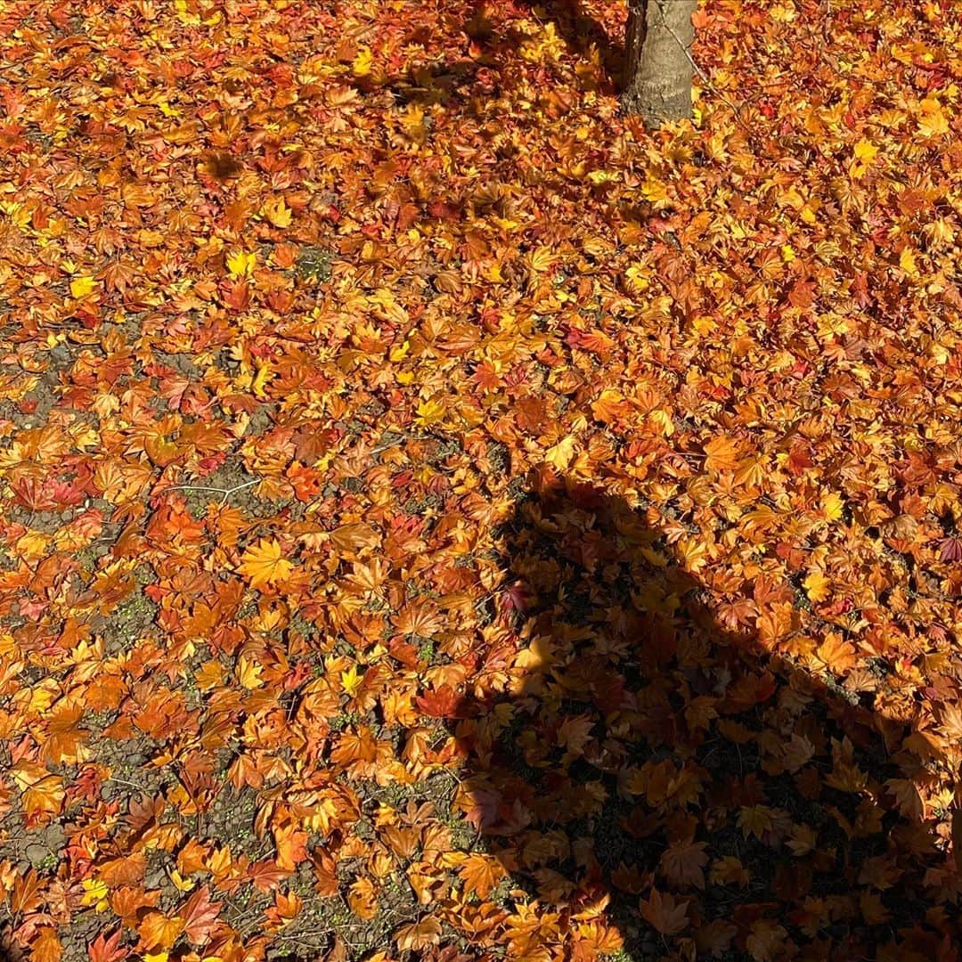 島崎直也のインスタグラム：「秋の絨毯  #軽井沢　#秋」