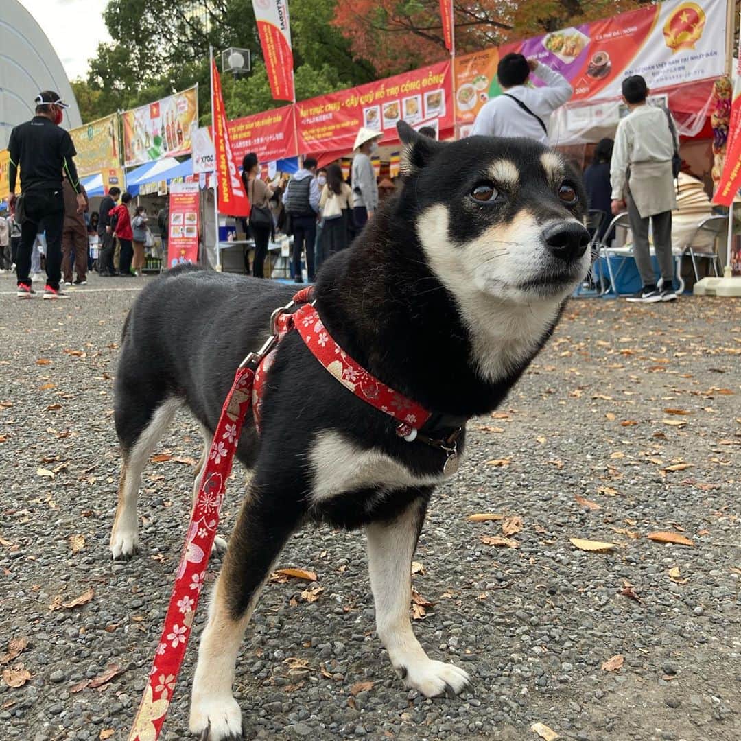 vo_coのインスタグラム：「🐾 昨日は恒例の日曜代々木公園散歩に行ったら、予想を超える駐車台数… まさかと思ったら、ベトナムフェス！代々木公園のフェスが帰ってきた！ こたつは人は多いし音はうるさいし変な恐竜いるし…で尻尾下げまくりでした😂 ＊ #shibastagram #instashiba #shiba #shibainu #黒柴 #柴犬」