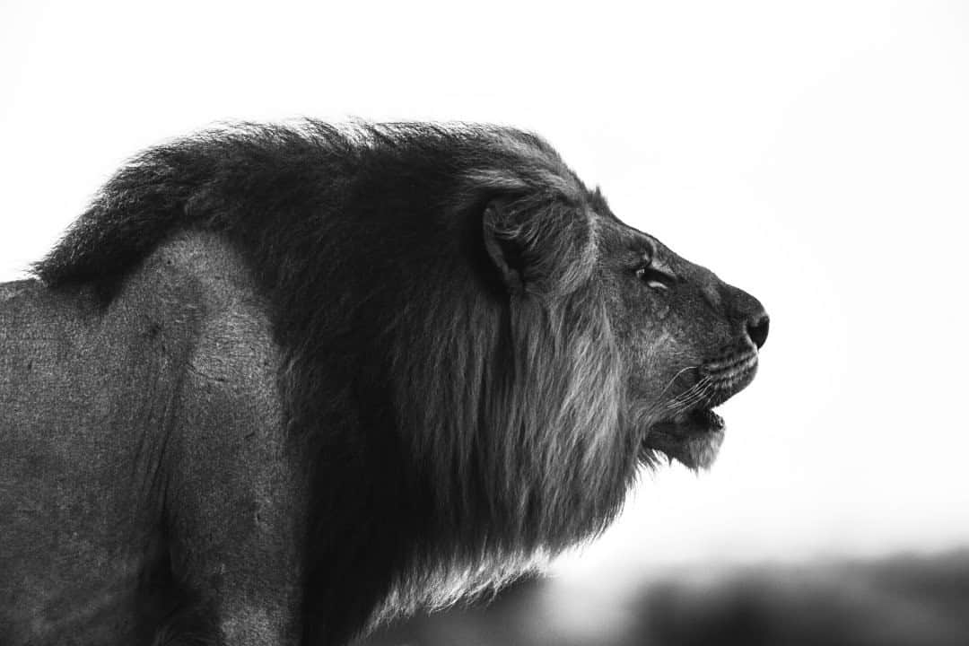 ナショナルジオグラフィックさんのインスタグラム写真 - (ナショナルジオグラフィックInstagram)「Photo by @beverlyjoubert / It’s one of the most mesmerizing sounds of the African wild. For the lion, an aural alert shores up the boundaries of territory, a resonating message for kin and foe. For us, a reminder of things untamed, of the might in nature’s beauty. It’s also a sound that’s unique and personal–each roar a distinct vocal signature that companions and neighbors can recognize. To stand by and listen as these iconic cats fall silent is not an option. It’s why we’ve dedicated our lives to ensuring their roars will be heard across Africa for generations to come. #bigcats #lions #bigcatconservation」11月9日 8時35分 - natgeo