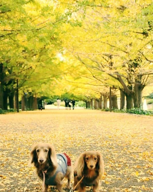 くるみんのインスタグラム
