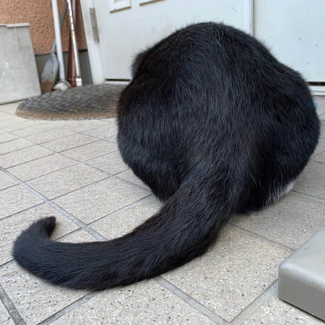 Kachimo Yoshimatsuさんのインスタグラム写真 - (Kachimo YoshimatsuInstagram)「おはようイカスミ！ Good Morning Ikasumi! でっかいオタマジャクシ。 A big tadpole. また、ちょっと警戒心が増してる。 ゆっくり食べな。  #うちの猫ら #ikasumi #sotononekora #猫 #ねこ #cat #ネコ #catstagram #ネコ部 http://kachimo.exblog.jp」11月9日 9時46分 - kachimo