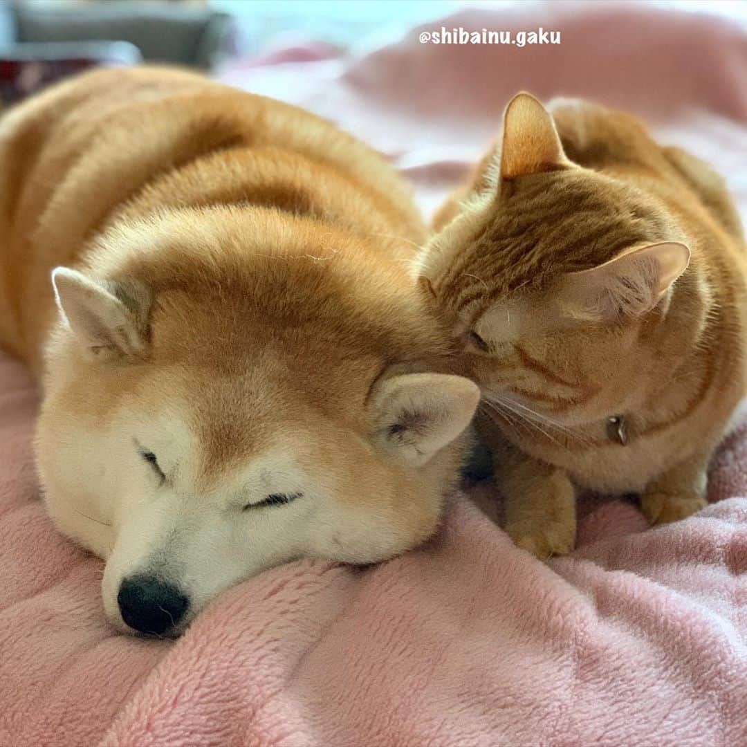 Kazumi-Gakumamaさんのインスタグラム写真 - (Kazumi-GakumamaInstagram)「今朝のふたり➰🐕🐈☀️ *  岳兄ちゃん、朝だよー🌅 起きて〰️😸 *  岳を起こしながらついでにクンクン😼 *  兄ちゃんのこの匂いたまらにゃ〜ぃ😻 *  安心するんだにゃ〜😽 *  岳の匂いが大好きな寅次朗、岳の匂いを嗅いでまた眠くなっちゃったようです😺 🐾----*----*----*----🐾 Torajiro wakes up Gaku and then sniffs😼 Torajiro loves the smell of Gaku😻 🐾----*----*----*----🐾 #柴犬 #岳 #柴犬岳 #柴犬ガク#gaku #shibainugaku #shiba #shibainu #shibastagram #いぬすたぐらむ #dogsofinstagram #寅次朗 #茶トラ #まるどら #gingercat  #にゃんすたぐらむ #catoftheday #岳と寅次朗 #pecoいぬ部 #pecoねこ部 #pecotv #ワンフルエンサー #ニャンフルエンサー #甘えん坊将軍 #今朝のふたり #クンクン #20201109」11月9日 10時09分 - shibainu.gaku